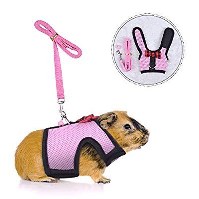 Guinea Pig Supplies, Pig Harness, Best Cat Harness, Bunny Harness, Hamster Pet, Cardboard Cat House, Baby Guinea Pigs, Pet Ferret, Guinea Pig Toys