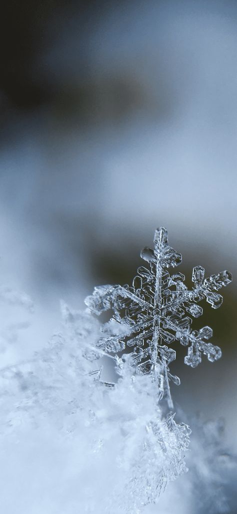 Free Download Snowflakes Wallpaper HD for iPhone 11, Pro Max, X, 8, 7, 6/6S, 5/5S and iPad for iOS 12/13/14. Christmas Snowflakes Wallpaper, Snowing Aesthetic Wallpaper, Christmas Backrounds, Snowflakes Wallpaper, Snowflake Wallpaper, December Wallpaper, Walpapers Cute, Iphone Wallpaper Winter, Wallpaper Christmas