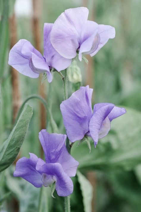 SWEET PEAS - THE CORDON METHOD - Cotswold Posy Patch Growing Sweet Peas, Sweet Pea Plant, Flower Structure, Pea Plant, Flower Varieties, Sweet Pea Flowers, Insect Pest, Flower Farmer, Pea Flower