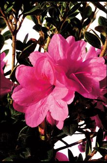 (AZ) Encore azelea.  4'x3' Year Round Plants, Flowering Shrubs Full Sun, All Year Round Plants, Azaleas Care, Encore Azaleas, Garden Soil Mix, Foundation Planting, Evergreen Plants, Starter Plants