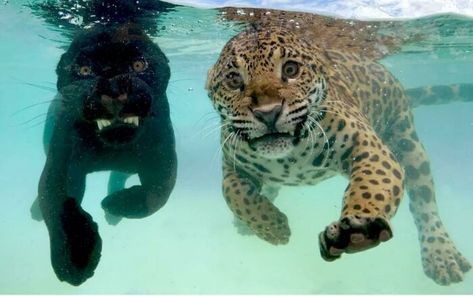 Swimming Jaguars Animals Swimming, Baby Jaguar, Tattoo Nature, Clouded Leopard, Cat Animal, Silly Animals, African Elephant, Big Cat, Watch Video