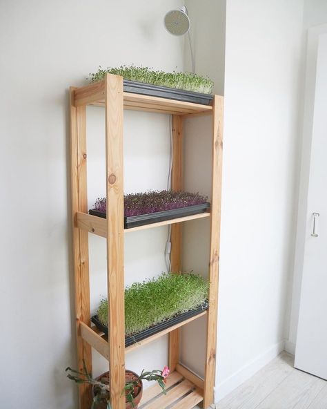 Microgreens Growing Indoor Setup, Micro Greens Growing Indoors Setup, Microgreens Growing Indoor, Seed Starting Indoors Diy, Grow Shelf, Loft Plants, Microgreens Garden, Seeds Growing, Built In Closet