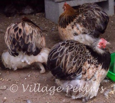 Furness Pekins Black Cochin Chicken, Chickens Pecking Each Other, Pekin Chicken, Pekin Bantams, Cochin Chickens, Araucana Chickens, Chicken Coloring, Chicken Barn, Bantam Chickens