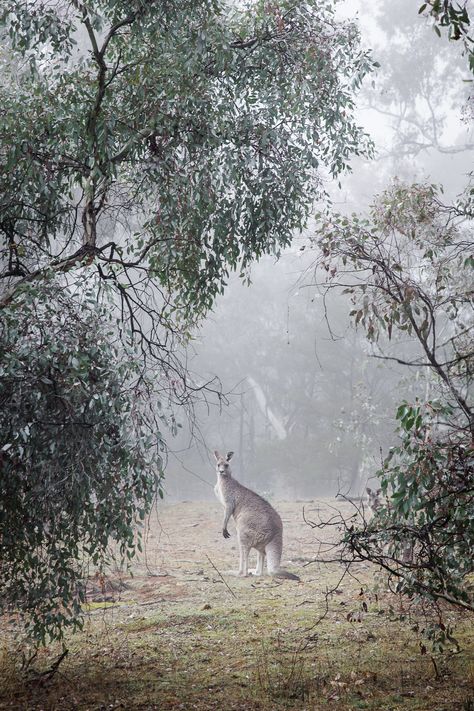 Nature Ideas, Picnic At Hanging Rock, Gum Trees, Baby Crows, Nice Photography, Art Cube, Gothic Photography, Gothic Garden, Nature Scenery