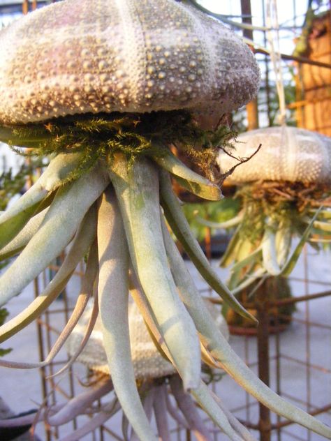 Air Plants Diy, Air Plant Garden, Diy Jellyfish, Diy Jelly, Air Plants Decor, Plant Display Ideas, Nature Meaning, Shell Planter, Air Plant Display