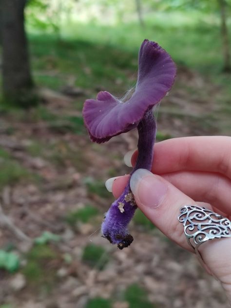 Amethyst Deceiver, Amethyst Mushroom, Mushroom Core, Purple Mushroom, Stuffed Mushrooms, Amethyst, Purple, Pins, Quick Saves