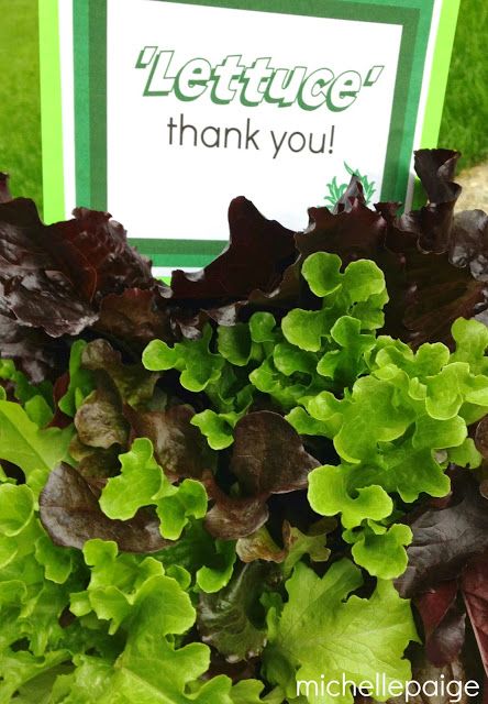 'Lettuce' Thank You Pun Gift.  Print your own tag and place in a pot of lettuce.  So simple and organic! Thank You Puns, Volunteer Appreciation, Store Layout, Pun Gifts, Staff Appreciation, Creative Living, Teacher Appreciation Week, Lets Celebrate, Lettuce