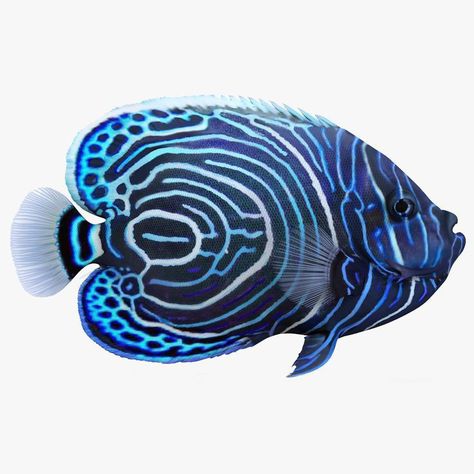 Emperor Angelfish, Fish Under The Sea, Salt Water Fish, Cool Fish, Underwater Art, Beautiful Sea Creatures, Water Animals, Marine Fish, Underwater Creatures