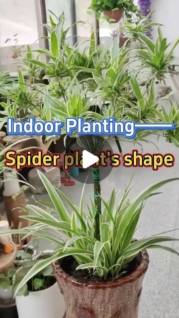 Spider Plant Indoor, Snake Plant Decor, Spider Plant Care, Indoor Planting, Planting Tips, Household Plants, Spider Plant, Plant Care Houseplant, Succulent Garden Diy