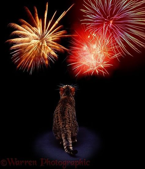 Happy Diwali! ^ Cat watching fireworks ~ Warren Photographic, WP04673 Watching Fireworks, Fire Works, Cat Holidays, Cat Quotes, Happy Diwali, Cat Photo, Cat Breeds, Diwali, Fireworks