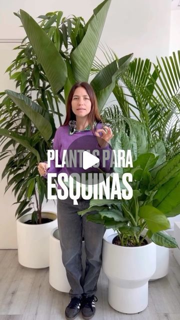 PÖTIT on Instagram: "4 plantas esquineras 🌿🌿 Les dejamos un poco de inspiración con esta selección de PLANTAS que son ideales para transformar visualmente espacios. 
.
Cuéntenme en comentarios, cuál es su preferida y si se animan a plantas de gran tamaño en interiores. 
Los leo👇🏼👇🏼
.
plantas #indoorplants #planta #plantasdeinterior #plantastropicales #macetas #indoordecor" Planta Interior, Plantas Interior, New Homes, New Home, Patio, Exterior, On Instagram, Patios