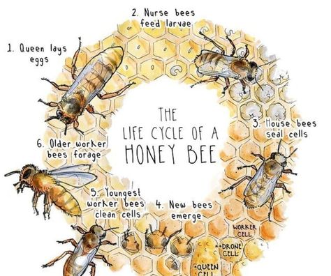 Honey Bee Life Cycle, Bee Life Cycle, Bee Quotes, Backyard Bee, Raising Bees, Charlotte Mason Homeschool, Worker Bee, Honey Bee Hives, Bees And Wasps