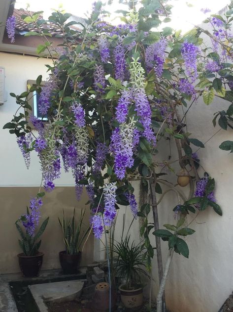 sandpaper vine violet Sandpaper Vine Plant, Purple Climbing Flowers, Pnw Farmhouse, Petrea Volubilis, Vine Fence, Climber Plants, Plant Names, Climbing Flowers, Balcony Plants