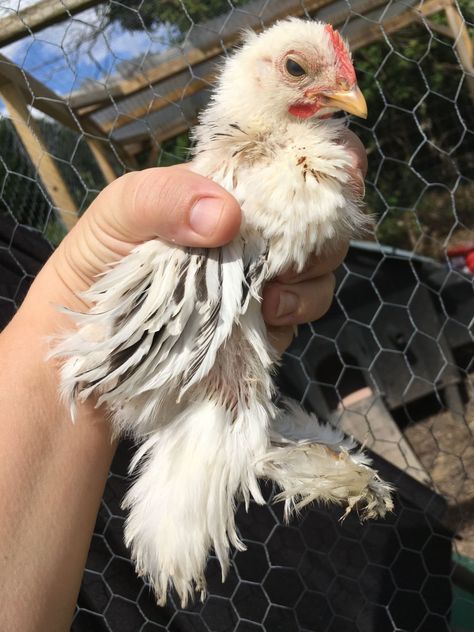 Pekin Bantam Chickens, Pekin Chicken, Pekin Bantams, Bantam Chickens, How To Raise Chickens, Raise Chickens, Backyard Chickens, Picture Story, Raising Chickens