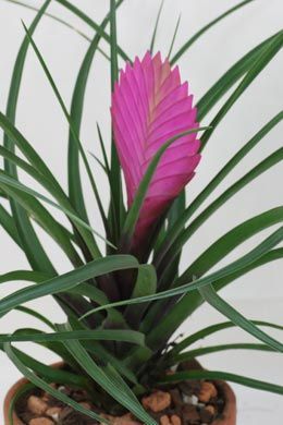 Caring for and propagation of your Tillandsia cyanea  Buy air plants online at AirPlantGreenhouse.etsy.com Architectural Flowers, Tillandsia Cyanea, Florida Plants, Air Plants Care, Tillandsia Air Plant, Indoor Plant Care, Bathroom Plants, Unusual Plants, Flower Care