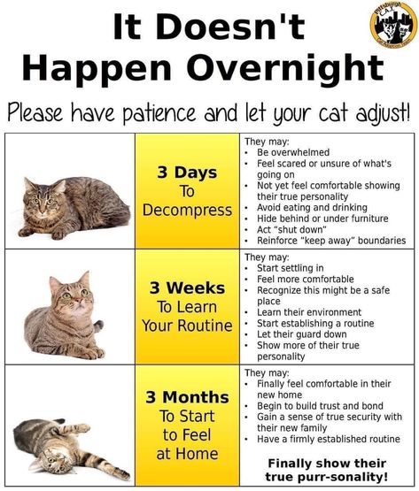 The 3-3-3 Rule applies to most pets. So often times people adopt pets and then return them because they aren’t “behaving” like they thought they would. If you promise to accept an animal into your home and give it the love it deserves then abandon it without allowing it to decompress, you shouldn’t have animal and contribute to the problem of homeless pets. #333ruleforadoption #333rule #shelterpets #shelteranimals #adoption #adoptiontips #newpet #newdog #newcat #newpetparent #adoptionrule... Animal Shelter Donations, Shelter Ideas, Feeling Scared, Online Pet Store, Volunteer Programs, You Promised, An Animal, Pet Store, Animal Shelter