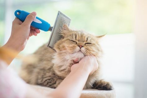 The right brushes and combs designed for grooming cats can make your job a lot simpler when it comes to keeping your pet’s skin and coat healthy and beautiful. These products are designed to help you clean your kitty’s coat, remove tangles and knots, get rid of mats, and distribute the oils that are naturally […] Cat Meowing, Pretty Pets, Images Cartoon, Cat Grooming Tools, Cat Wallpapers, Wallpapers Pictures, Cat Images, Long Haired Cats, Healthy Cat