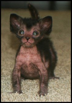 Loki Cat, Werewolf Cat, Walks In Nature, Lykoi Cat, Breeds Of Cats, Time With Yourself, Pregnant Cat, Scary Cat, Dream's Cat