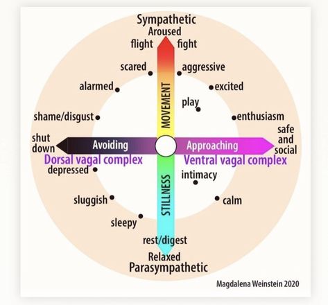 Window Of Tolerance, Regulate Your Nervous System, Polyvagal Theory, Somatic Experiencing, Internal Family Systems, Health Activities, Mental Health Therapy, Therapy Counseling, Social Behavior