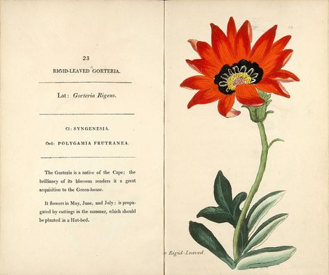 Gazania, Rigid-leaved Gorteria [Gazania rigens as Gorteria rigens], (1807) Gazania Flowers, Spanish Flowers, Botany Illustration, Chicago Botanic Garden, Girls Aloud, Greenhouse Plants, Women Artists, Plant Drawing, Vintage Botanical