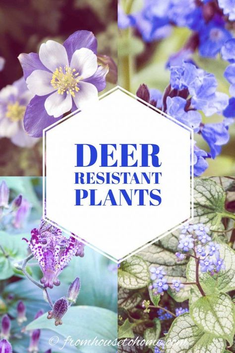 I love this list of deer resistant flowers. All kinds of perennials and shrubs to use for landscaping my front yard shade garden. #fromhousetohome #deerresistant #shadeplants #gardeningtips #gardenideas #gardenpests Deer Repellant Plants, Deer Resistant Shade Plants, Shade Flowers Perennial, Deer Resistant Landscaping, Small Evergreen Shrubs, Deer Resistant Flowers, Shade Loving Shrubs, Deer Resistant Garden, Japanese Painted Fern