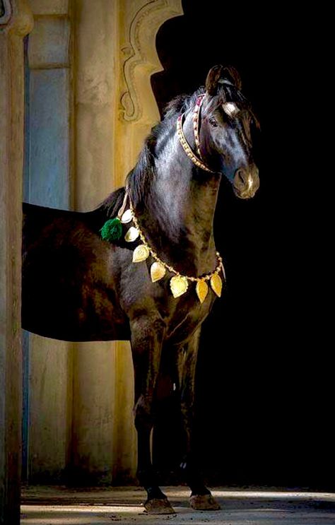 Black Horse, A Black, Horses, Wall, Gold, Black