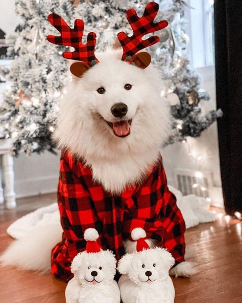 Christmas Stimboard, Christmas Puppies Pictures, Cute Christmas Animals, Christmas Cottages, Dog Christmas Pictures, Christmas Puppies, Puppies Pictures, Christmas Wallpaper Iphone Cute, Christmas Pets