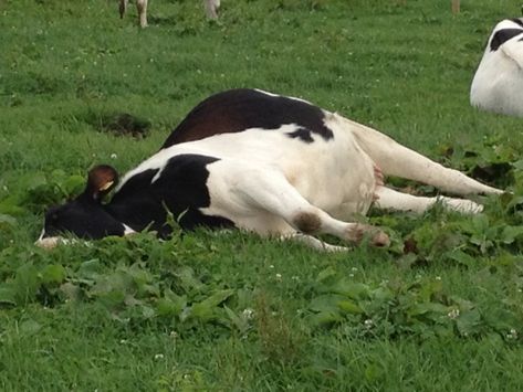 Cow Laying Down, Cow Sleeping, Laying Down, Beautiful Sunday Morning, Dead Animals, Pet Cows, Beautiful Sunday, Fluffy Cows