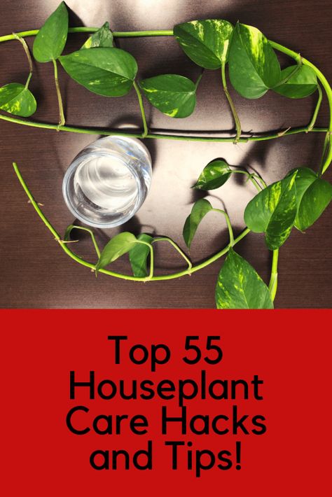 Big House Plants, Common House Plants, Flowering House Plants, Easy House Plants, Houseplant Care, Making Plant Pots, Vegetable Garden Raised Beds, Orchid Bark, Hacks And Tips