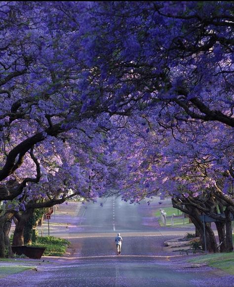 📍Pretoria, South Africa🇿🇦 - Africa is Home tourism center South Africa Photography, Pretoria South Africa, Jacaranda Tree, Africa Photography, Vision Board Photos, Africa Do Sul, World Cities, Pretoria, Southern Africa