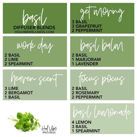 Basil - Hol Vibe Wellness Rosemary Peppermint Essential Oil Blend, Rosemary Diffuser Blends Doterra, Rosemary Essential Oil Diffuser Blends, Grapefruit Diffuser Blend, Tea Tree Diffuser Blends, Rosemary Essential Oil Blends, Cedarwood Essential Oil Blends, Rosemary Diffuser Blends, Spearmint Diffuser Blends