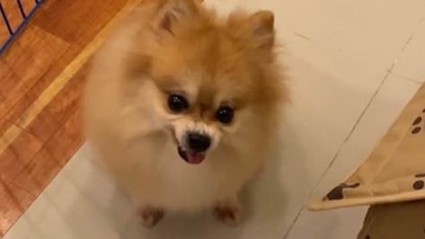 Angry Pomeranian, Angry Dog, Hunter Gatherer, Pomeranian Dog, Bangkok Thailand, Cute Funny Animals, What Happened, Bangkok, Dog Breeds