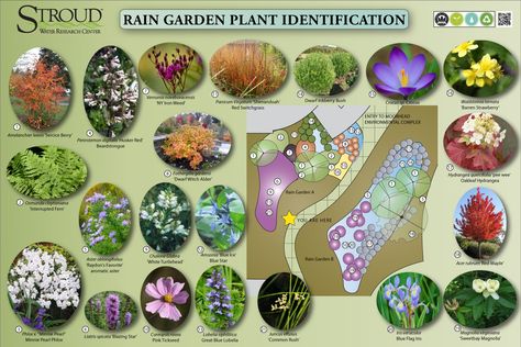 Rain garden plants  Good choices for the "wet side"  of our house! Rain Garden Plants, Rain Garden Design, Organic Gardening Pest Control, Dry Creek, Have Inspiration, Low Maintenance Garden, Plant Identification, Rain Garden, Plants And Flowers