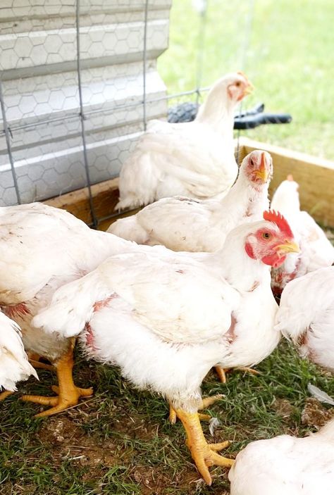 Cornish Cross Chickens, Meat Chickens Breeds, Large Stock Tank, Chickens For Beginners, Raising Meat Chickens, Homesteading Animals, Meat Birds, Raising Chicks, Egg Laying Chickens