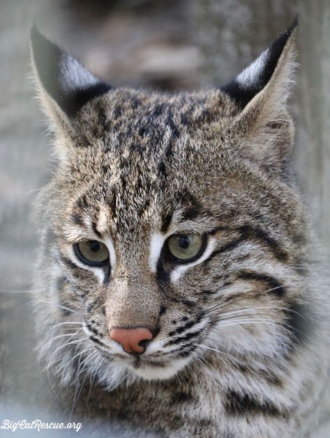 Good morning Big Cat Rescue Friends! ☀️ This cutie pie, Flint bobcat makes every FURiday a fabulous one! #GoodMorning #BigCats #BigCatRescue #Rescue #Cats #TGIF #FridayVibes #Bobcat #Tiger #CaroleBaskin Peaceful Evening, Stay Safe Everyone, Big Cat Rescue, Wild Tiger, Rescue Cats, Big Cat, Cat Rescue, Cutie Pie, Tgif