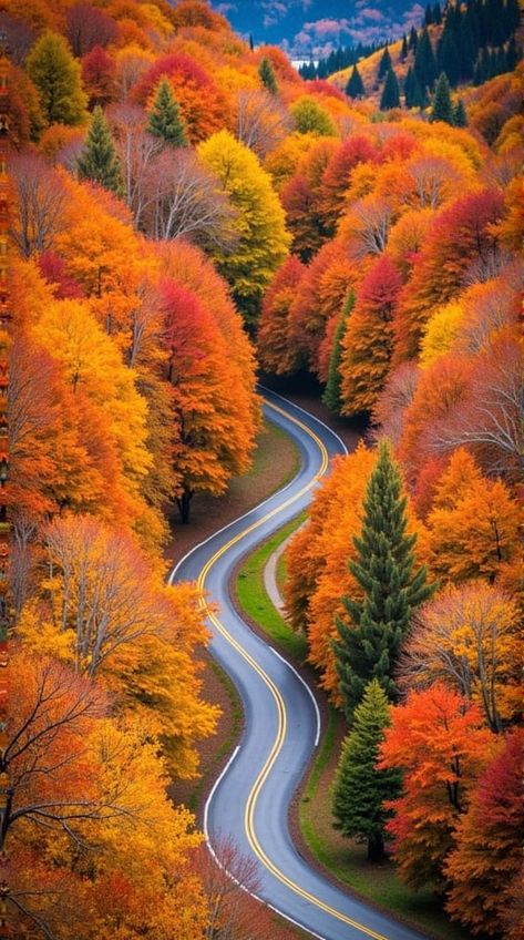 Autumn leaves don’t fall, they fly. They take their time and wander on this their only chance to soar.🧡 Fall Trees Photography, Autumn Outdoors, Phone Wallpaper Pastel, Fall Landscape Photography, Best Photo Background, Wild Forest, Whidbey Island, Trending Pins, Galaxy Painting