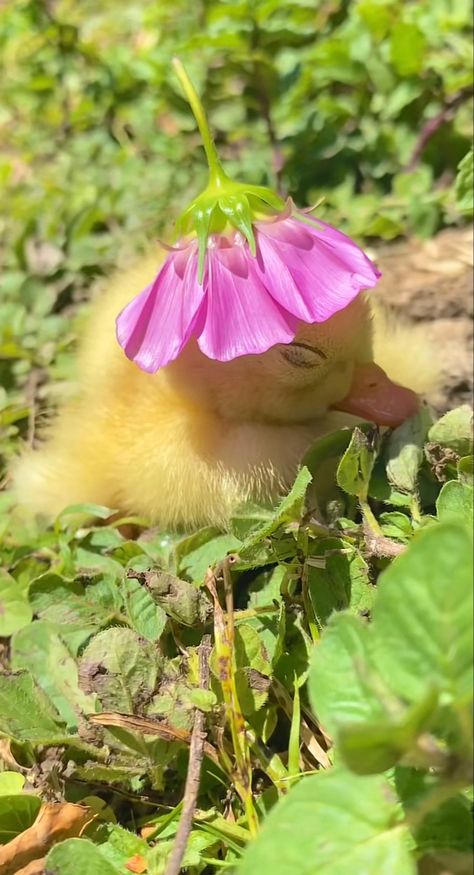 Raising Chicken, Duck Pictures, Pet Ducks, Cute Ducklings, Billie Holiday, Baby Ducks, Flower Hats, Baby Chicks, Cute Animal Photos