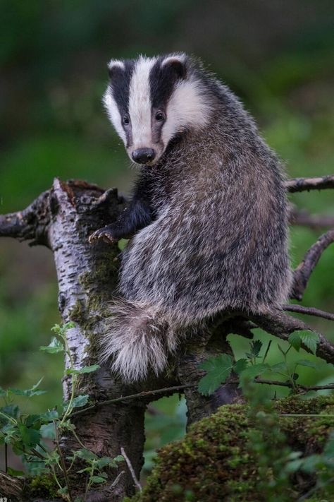 Badger Tattoo, European Badger, Badger Illustration, Honey Badger, Nocturnal Animals, Interesting Animals, British Wildlife, Weird Animals, Woodland Creatures