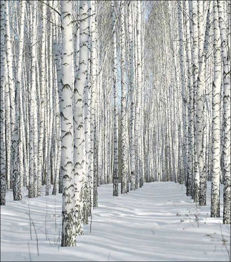 "Come, meet me in the aspens" Snowy Birch Trees, Aspen Trees Photography, 자작나무 그림, White Birch Trees, Birch Tree Art, White Trees, Aspen Tree, Andermatt, Winter Szenen