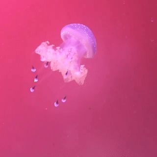 jellyfish - pink - GIF Jellyfish Stimboard, Cute Fish Tanks, Pink Fish Tank, Aesthetic Fish Tank, Aesthetic Fish Tank Ideas, Blue Vaporwave, Sleepless Domain, Fish Tank Aesthetic, Jellyfish Gif