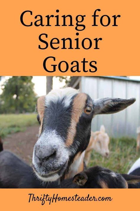 This post talks about how goats change as they get older, including changes in fertility, weight, teeth, and more. The Prairie Homestead, Keeping Goats, Goat Health, Prairie Homestead, Homesteading Animals, Feeding Goats, Goat Care, Goat Barn, Goat Kidding