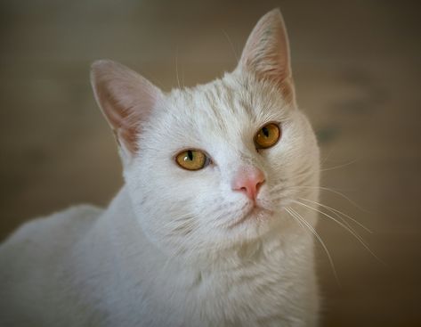 https://unsplash.com/photos/white-cat-with-yellow-eyes-PHRanJd3BBE?utm_source=unsplash&utm_campaign=unsplash-ios&utm_medium=referral&utm_content=view-photo-on-unsplash Yellow Eyes Aesthetic, White Cat With Yellow Eyes, Eyes Aesthetic, Yellow Cat, View Photo, Yellow Eyes, White Cat, View Photos, Good Vibes