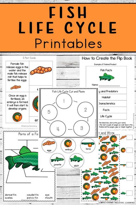 These fun Fish Life Cycle Printables are a great way to teach young children about the life cycle of a fish. Children in kindergarten, preschool and grade 1 would enjoy learning with these worksheets. Preschool Life Cycle Activities, Fish Unit Study, Fish Life Cycle, Life Cycle Worksheet, Life Cycle Craft, Animal Life Cycles, Life Cycles Activities, Fish Activities, Homeschool Lessons