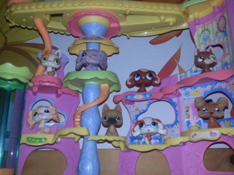 Littlest Pet Shop Nostalgia, Littlest Pet Shop 2000s, Littlest Pet Shop Aesthetic, My Littlest Pet Shop, Littlest Pet Shops, Scene Room, Lps Popular, Lps Pets, Little Pet Shop Toys