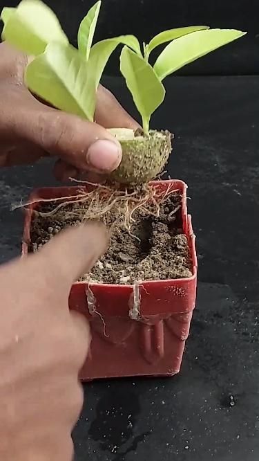 Grow lemons from lemons fruit | The easiest procedure in the world #propagate #fruittree #plant How To Grow Lemon, Cement Flower Pots, Vegetable Garden Design, Propagating Plants, Fruit Trees, Vegetable Garden, Cement, Flower Pots, Garden Design