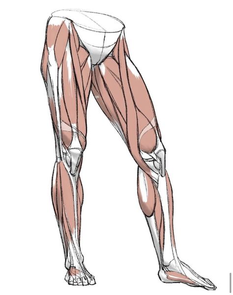 Leg Muscles Anatomy, Body Muscle Anatomy, Leg Reference, Leg Anatomy, Human Muscle Anatomy, Drawing Legs, Human Body Drawing, Life Drawing Reference, Man Anatomy