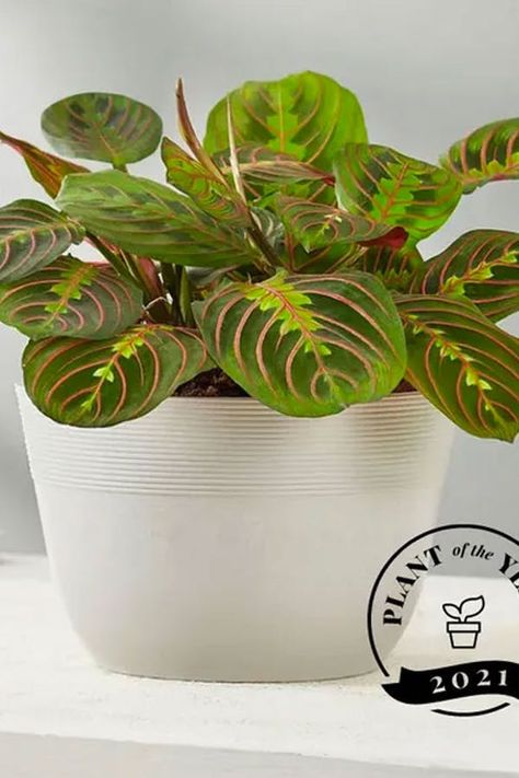 Yes, There’s a Plant of the Year, and You’re Going to Want One in Every Room of Your House #purewow #home #plants Red Maranta, Indoor Rainforest, Best Indoor Trees, Calathea Plant, Trending Paint Colors, Landscaping Inspiration, Indoor Trees, Prayer Plant, Praying Hands