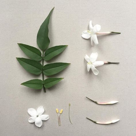 J A S M I N E .  The Jasminum polyanthum is flowering early this year. This guy is native to China and Burma. #jasmine #jasminumpolyanthenum #scent #perfume #whiteflowers #china #burma #myanmar Tiny Plants, Fondant Flowers, Jasmine Flower, Giant Paper Flowers, Botanical Beauty, Sugar Flowers, Flower Tutorial, Simple Shapes, Flower Petals