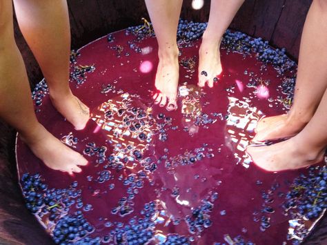 Grape stomping at Grgich. Easter Napkin Folding, Grape Stomping, Grape Crush, Berry Punch, Wine Vineyards, Easter Napkins, Art Alevel, Grape Harvesting, Homemade Wine