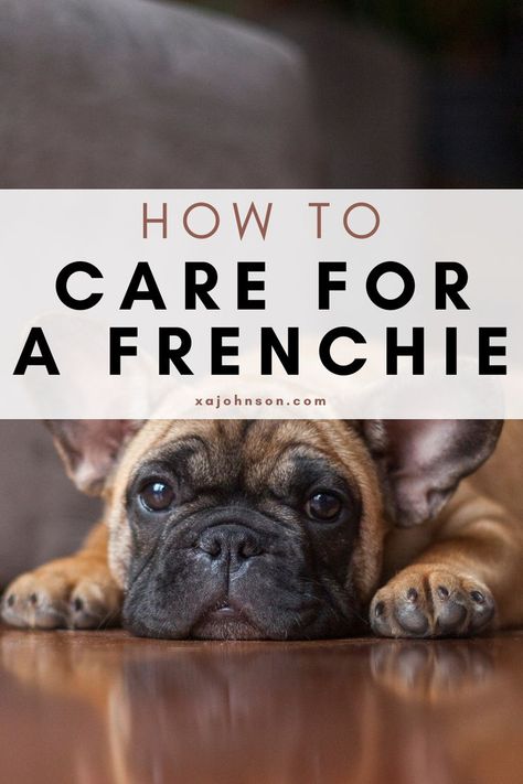 French Bulldog Names, French Bulldog Breed, French Bulldog Facts, French Dogs, French Bulldog Funny, Bulldog Breeds, Frenchie Mom, Frenchie Bulldog, French Bulldog Dog